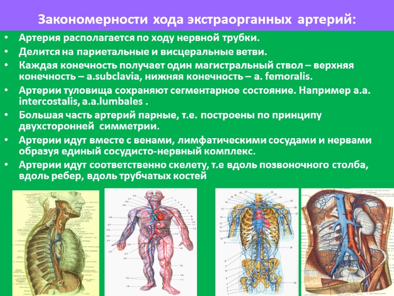Закономерности хода экстраорганных артерий:  Артерия располагается по ходу нервной трубки. Делится на париетальные